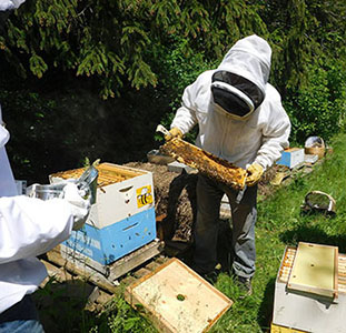 Beekeeping Classes & Events - Meadowlily Farm Canada Natural Raw Honey ...