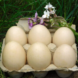 Duck Eggs